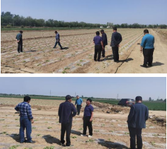 健達(dá)分公司為滿足訂單首次進(jìn)行茭瓜種植